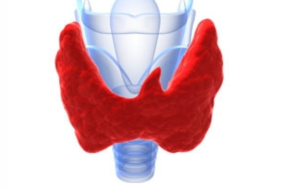 thyroide2